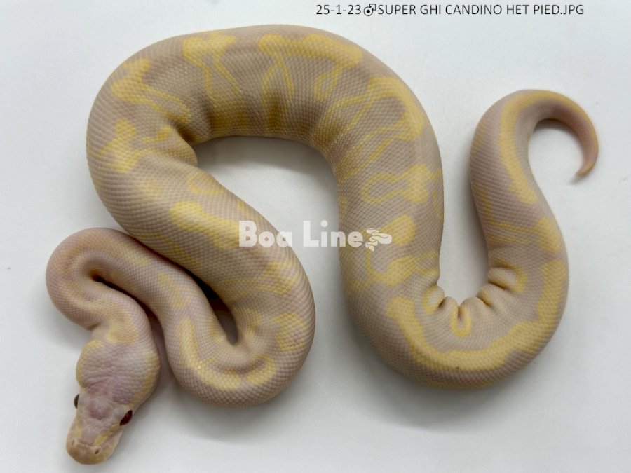 SUPER GHI CANDINO HET PIED